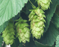 How To Grow Hops