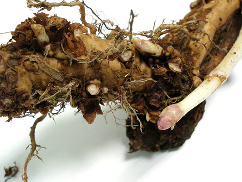 Crystal Hop Rhizome - Sold out for spring