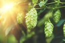 Tahoma Hop Rhizome