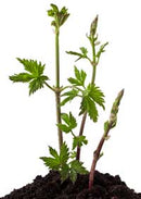 Tahoma Hop Rhizome