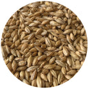 Close up pile of Rahr To Thee Pils malt