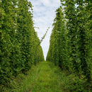 IPA grow kit