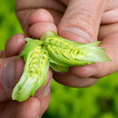 hop cone cut in half