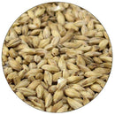 Briess Organic 2-Row malt in a close up view