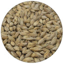 Detail-view of Warminster Floor Malted Maris Otter malt